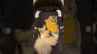 Cat Fluffy 