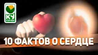 10 ФАКТОВ О СЕРДЦЕ