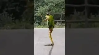 ব্যাঙের নাচ। Frog Dance. #video #viral #viralvedio #funny #funnyvideo #dance
