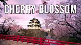 Cherry Blossom Japan _ Time lapse || Sakura 2020 || City Explorer