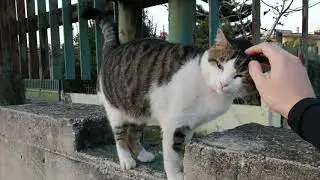 Sembrava un gatto randagio come gli altri, invece...