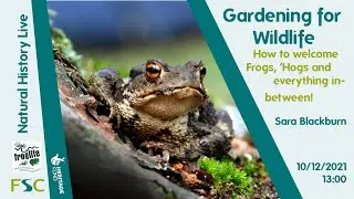 Gardening for Wildlife – how to welcome Frogs, ‘Hogs and everything inbetween!
