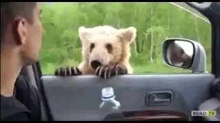 Медведь с детьми выпрашивает у водителей еду