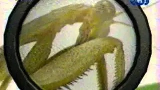 Удивительные Животные Анонс [ТНТ] (2001)