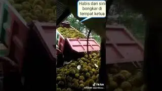 Durian yang paling segar