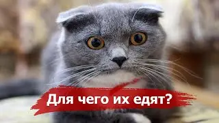 WHERE and WHY do cats eat? 