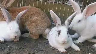 Rabbit Sounds...oh! wait are they fighting or playing?