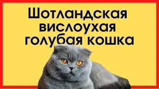 Шотландская вислоухая голубая кошка