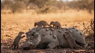 Mongoose Army vs. Giant Ticks: The Ultimate Warthog Rescue! Amazing Wildlife
