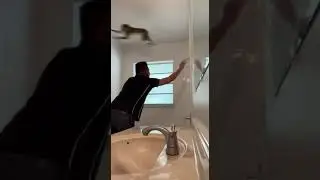 Catching up with a monkey | funny animals | #petvideos  #funnyanimalvideos