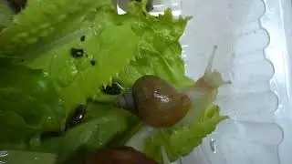 Африканская улитка ахатина малыши :-)