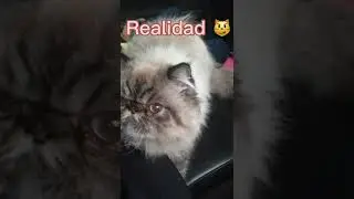 Foto vs realidad #short #gatos