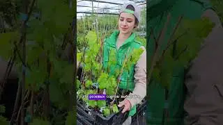 КАКОЙ ВИНОГРАД ПОСАДИТЬ ДЛЯ САДА? #сад  #огород #дача #виноград