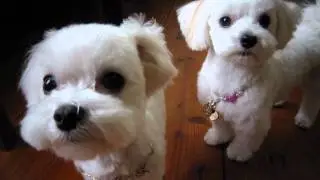 マルチーズの可愛い仲良しさん★ミシェルちゃん＆ミルティちゃん