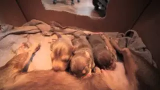 mommy tits