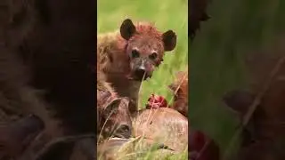 wildlife photography // bloodly attacking animals // 