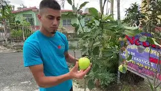 Variedades de manzana tropical que puedes sembrar en maceta o tiestos. Parte # 1