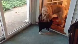 Paws For Friendship