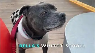 STAFFY MOMENT | MY DOG BELLA'S WINTER WALK