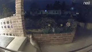 Gray kitty passes through our place like a shortcut to get back to her home (mMc 0974)