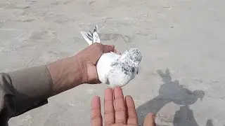 Bacha Pakar Liya 😍