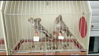 Topacios Rojo Mosaico Hembras 2022 - Cesion
