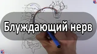 Блуждающий нерв - nervus vagus (вагус) - meduniver.com