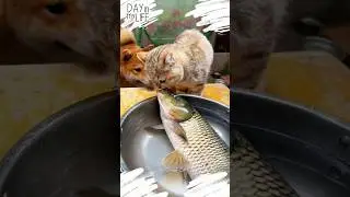 helping hands #chatgpt #song #love #cat #dog