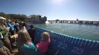 Dog Jump at SEWE 2015 in Charleston, SC