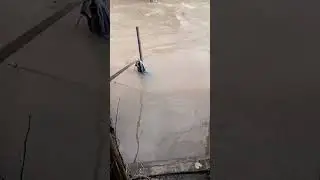 вода прибывает. Рыбалка охота ягдтерьер🦡
