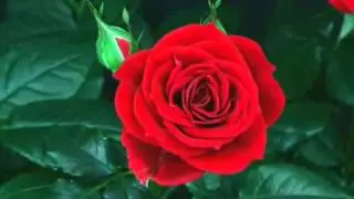 распускающиеся розы