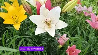 27.07.24г🌹Супер ЛИЛИИ!!!