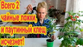 Паутинный клещ на рассаде - что делать?