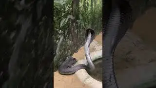 #shorts #snake #nature