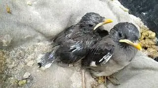 🐦Myna bird Ka chota baccha🐦fiding 🐜 training