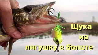 Pike in an overgrown swamp. Pike fishing with a frog. Where and what to use to catch pike in the ...