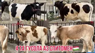 Гусола бука аз нохияи Спитомен🇹🇯16 мая 2024 г.