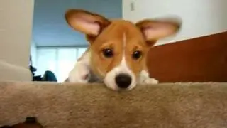 Sad corgi puppy after toy falls down stairs.