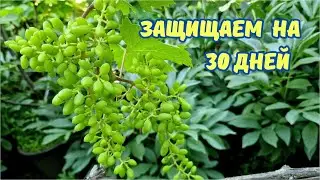 Обработка виноградника химпрепаратами по завязи.