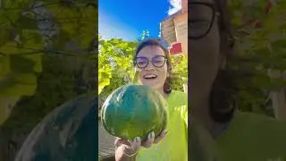 Pumpkin 🎃 harvest time #vegetables #harvest ing@reenahyankinagvlog5647  est