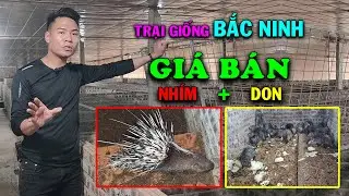 096 8381861 Mô Hình Nuôi Nhím Giờ Ra Sao? Giá Bán Nhím Và Giá Don Giống Hiện Nay Trại Nhím Bắc Ninh
