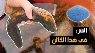 خيار البحر : كنز الطبيعة الغامض وفوائده الصحية المذهلة | الفياجرا الطبيعية