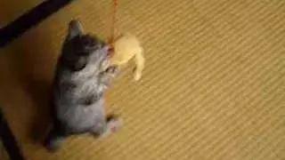 Cat Scratch Fever