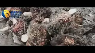 Pembalakan Buah Sawit Ilegal Di Hutan Produksi ,Marak Terjadi