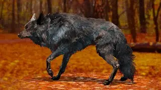 Timber Wolf | Fur Particle  Evee Rendering | Nodes | Blur Backgrounds Depth of Field | Blender 4.2