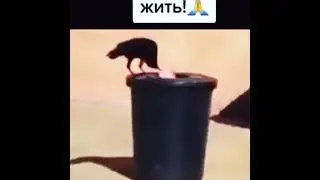 Они умнее нас🤔