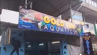 GOLD FIN AQUATICS , VENNALA PALACHUVADU