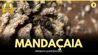 Abelha Mandaçaia - Guia Completo de Informações!