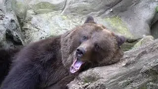 wild grizzly bear video | brown bear lazy in wild 
