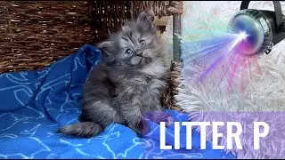 SKOGBERG CATTERY | NORWEGIAN FOREST CATS. ABBA STAR Kittens!